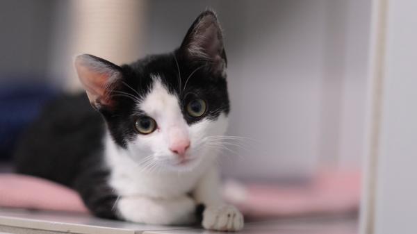 Das schwarz-weiße Kätzchen ist etwa fünf Monate alt und es lief am 11. August in Neumarkt, Am Altenweiher, zu. Dort stand es plötzlich vor der Tür und ging nicht mehr. Offenbar hat die Kleine ihr Zuhause nicht mehr gefunden, so dass sie schließlich am 13. August ins Tierheim Neumarkt gebracht wurde. Wer weiß, wem dieses zutrauliche Kätzchen gehört? Das Tierheim Neumarkt ist trotz der erfolgten Lockerungen noch immer bis auf Weiteres für Besucher, Gassigeher und Katzenstreichler geschlossen. Besuche und Tiervermittlungen können nur nach vorheriger telefonischer Terminvereinbarung stattfinden. Das Büro ist täglich (außer an Sonn- und Feiertagen) von 14.30 bis 17 Uhr unter der Telefonnummer (0 91 81) 2 28 62 erreichbar. In Notfällen und im Falle von Fundtieren ist das Tierheim ebenfalls unter dieser Telefonnummer erreichbar. Hier geht es zur Internet-Seite des Tierheims