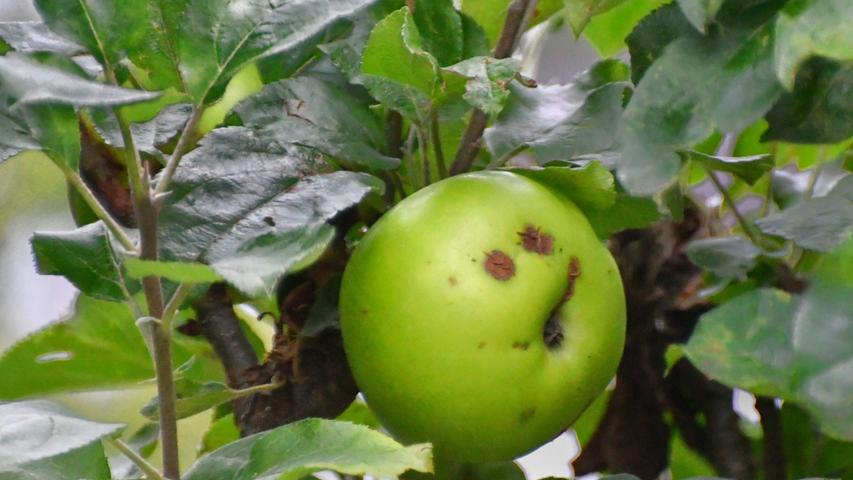 Dieser Apfel macht ein saures Gesicht. Ob das Rückschlüsse auf den Geschmack zulässt?  Mehr Leserfotos finden Sie hier