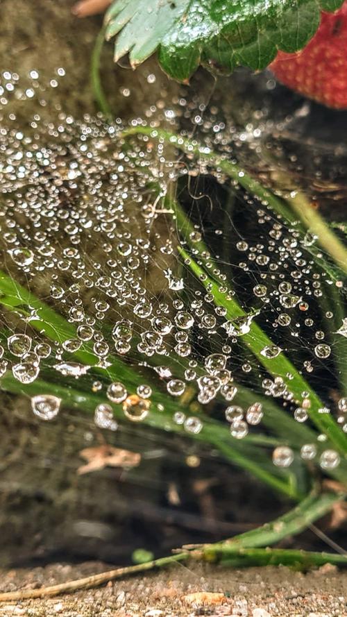 Regentropfen in einem Spinnengewebe haben sich zu einem filigranen Kunstwerk formiert.  Mehr Leserfotos finden Sie hier