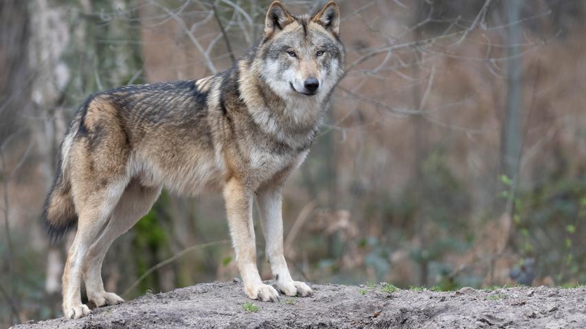Der Wolf ist angekommen im Altmühltal: LBV sieht Hirten und Landwirte in der Pflicht
