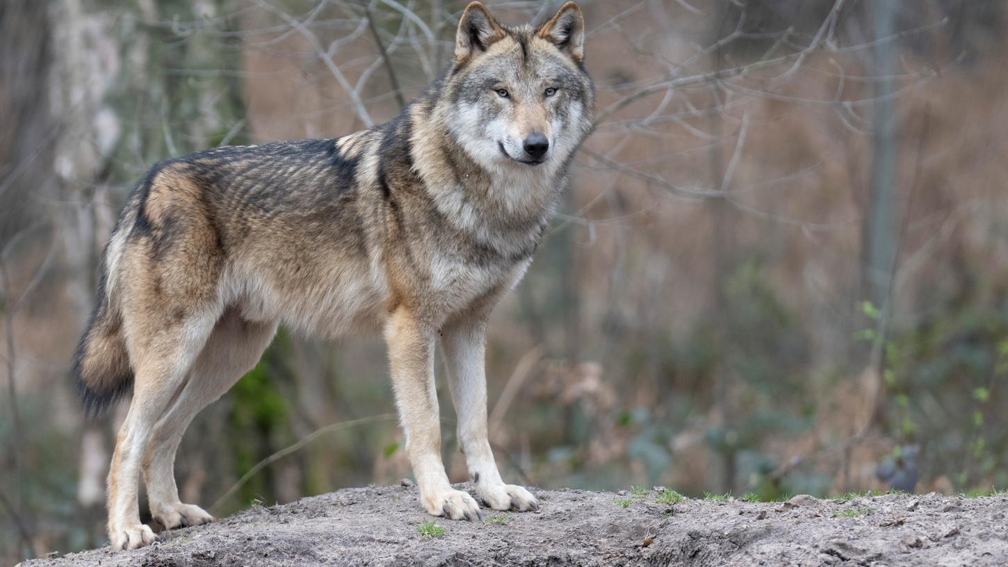 Ein Wolf - hier in einem Gehege. In Bayern leben immer mehr Wölfe, im Landkreis Eichstätt ist die "dauerhafte Anwesenheit" eines Tieres nachgewiesen. 