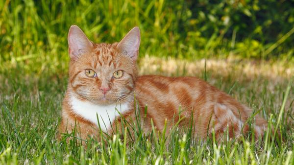 Ginger Katze