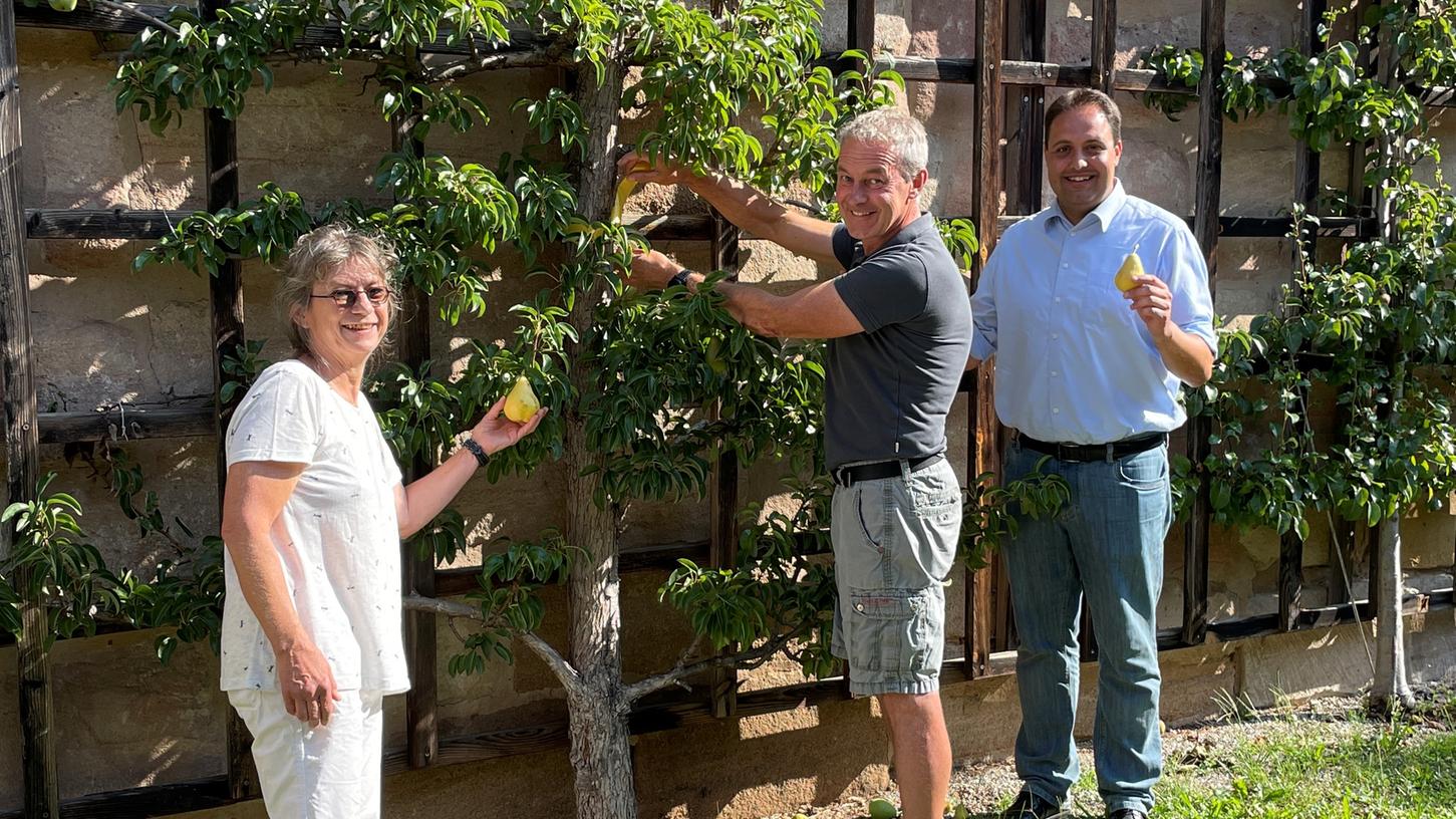 Am ersten Birnbaum im Schlossgraben wurde bereits ein gelbes Band angebracht, weitere Bänder folgen bis Ende August im ganzen Stadtgebiet. Auf dem Bild: Horst Hirschl, Bürgermeister Andreas Buckreus und Stadträtin Andrea Schindler (Grüne). Am ersten Birnbaum im Schlossgraben wurde bereits ein gelbes Band angebracht, weitere Bänder folgen bis Ende August im ganzen Stadtgebiet. Auf dem Bild: Horst Hirschl, Bürgermeister Andreas Buckreus und Stadträtin Andrea Schindler (Grüne).