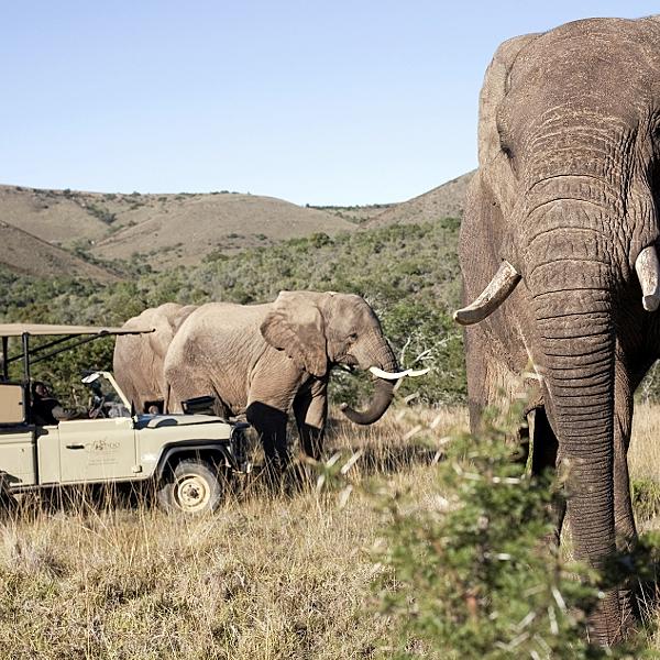 Elefanten hautnah: Der Isimangaliso Wetland Park ist trotz seines Tierreichtums kaum bekannt. Elefanten hautnah: Der Isimangaliso Wetland Park ist trotz seines Tierreichtums kaum bekannt.