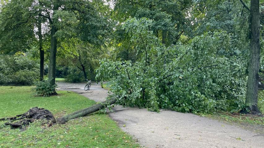 Im Rosenaupark hat der Sturm eine Linde entwurzelt. Der städtische SÖR (Service Öffentlicher Raum) ist bereits seit dem frühen Morgen mit den Aufräumarbeiten beschäftigt. 