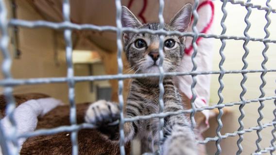Tierheime vor Kollaps: Tierschutzbund schlägt Alarm - "So kann es nicht weitergehen"