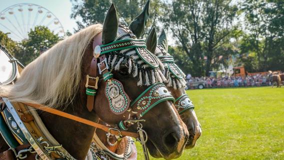 Brütende Hitze am letzten Volkfesttag: Pracht-Pferde behielten vor Söder und Aiwanger kaltes Blut