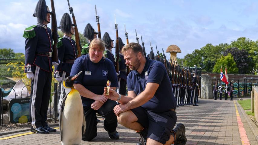 Königspinguin Sir Nils Olav erhält seine Auszeichnung von den Mitarbeitern des Edinburgher Zoos.