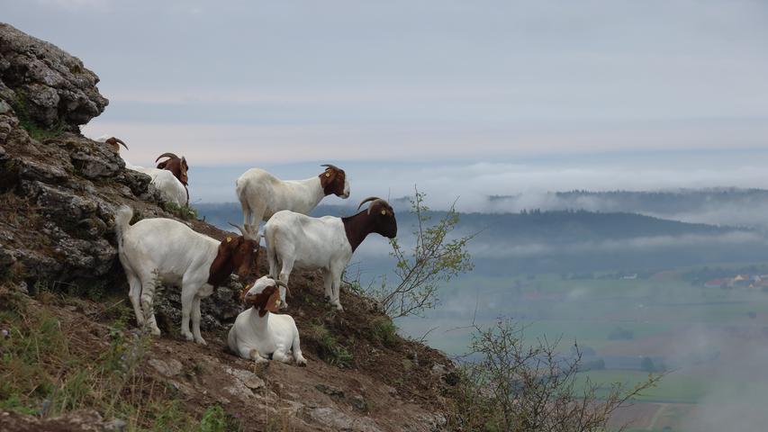 Die Ziegen in den Felsen des Hesselbergs hoch über dem Wörnitztal würden ohne die Ohrenmarken glatt als Franken-Gemsen durchgehen.  Mehr Leserfotos finden Sie hier