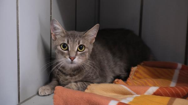 Ein weiteres Fundtiere ist die silbergrau getigerte Katze mit dem weißen Schnäuzchen. Die Katze wurde schon am 12. August in Postbauer-Heng an der Brandmühle aufgegriffen. Die etwa ein bis zwei Jahre alte Kätzin fiel einem Mann auf, weil sie eine ziemlich große Zecke am Ohr hatte. Nachdem er ihr die Zecke entfernt hatte, sprang die Katze, die auch trächtig ist, zu ihm ins Auto. Die Absicht, diese Katze in seine eigene, mehrköpfige Katzenmannschaft zu integrieren, schlug fehl, weil die dort bereits ansässigen Katzen massiv gegen die neue Katze vorgingen. Also wurde die Katze ins Tierheim gebracht. Nach einer Kennzeichnung, also einer Tätowierung oder einem Chip, wurde vergeblich gesucht. Diese Katze hat leider, wie so viele andere auch, keinerlei Kennzeichnung und kann damit ihren Besitzern nicht zugeordnet werden. Wer weiß in Postbauer-Heng im Bereich der Brandmühle, wem diese Katze gehört? Das Tierheim Neumarkt ist trotz der erfolgten Lockerungen noch immer bis auf Weiteres für Besucher, Gassigeher und Katzenstreichler geschlossen. Besuche und Tiervermittlungen können nur nach vorheriger telefonischer Terminvereinbarung stattfinden. Das Büro ist täglich (außer an Sonn- und Feiertagen) von 14.30 bis 17 Uhr unter der Telefonnummer (0 91 81) 2 28 62 erreichbar. In Notfällen und im Falle von Fundtieren ist das Tierheim ebenfalls unter dieser Telefonnummer erreichbar. Hier geht es zur Internet-Seite des Tierheims