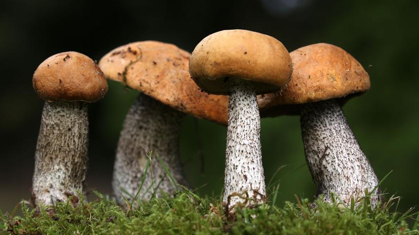 Auch auf Pilzentdeckungstour geht es bei der Herbstwoche. Auch auf Pilzentdeckungstour geht es bei der Herbstwoche.