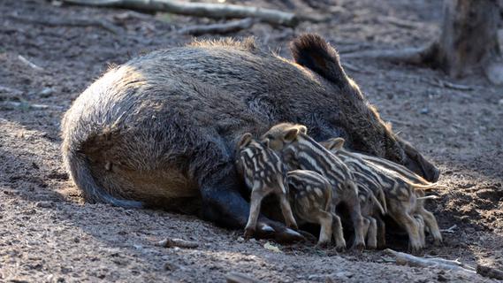 Spektakuläre Flucht: Als die Fürther Wildschweine im Rosengarten wüteten