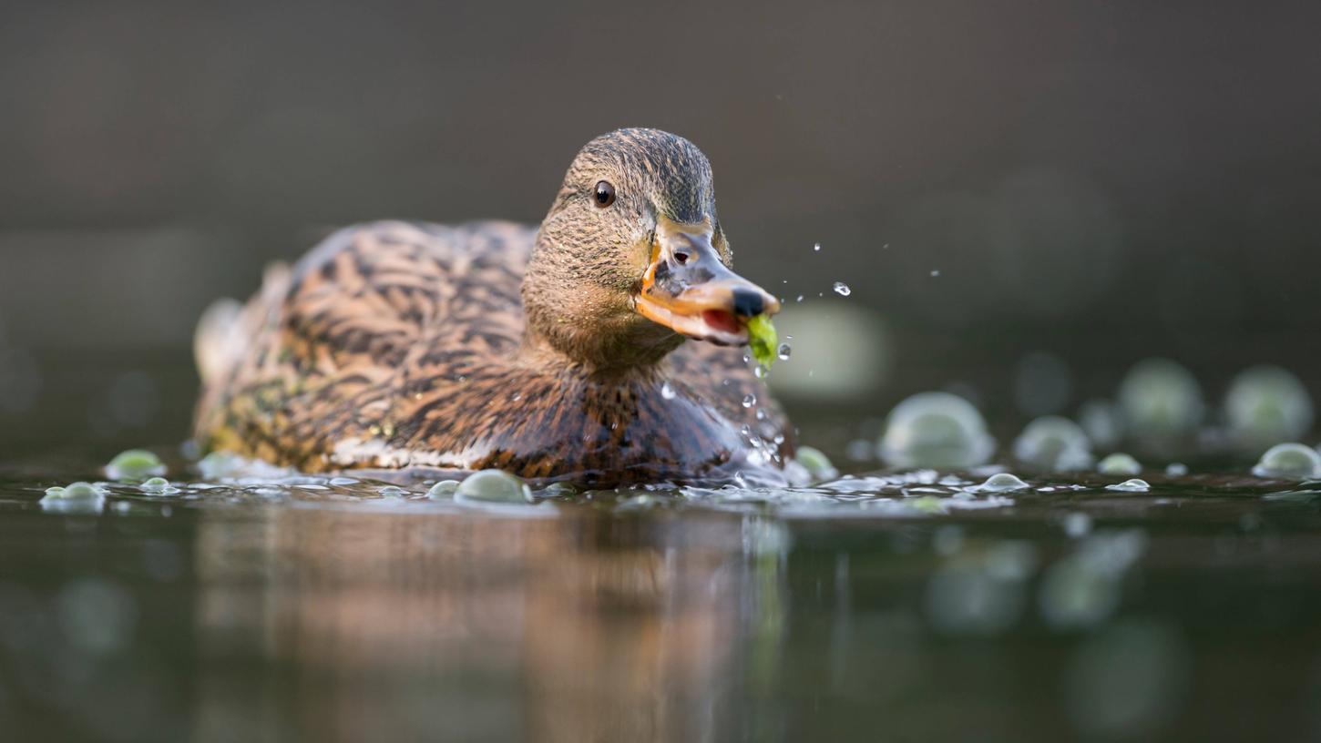Beim Füttern von Enten gibt es Einiges zu beachten. Eins ist dabei besonders wichtig: Brot vermeiden.