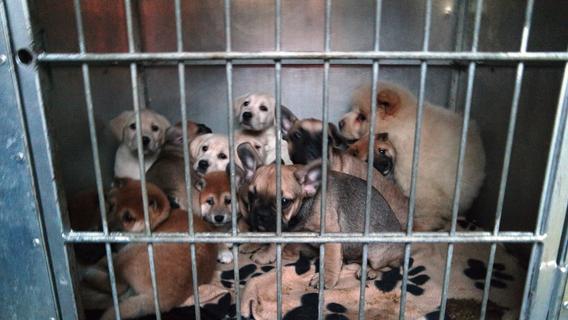 Veterinär war entsetzt: Hundewelpen waren unter erbärmlichen Umständen in Kellerloch untergebracht