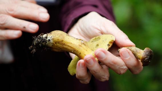 Pilzesammeln mit Köpfchen: Expertin erklärt wichtige Grundregeln für Wald und Küche