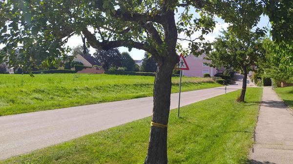 Gelbe Bänder bei Sachsen b. Ansbach.jpg