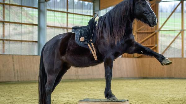Erfolgreicher Balanceakt: Wie eine Hilpoltsteiner Firma mit Podesten und Wippen fr Pferde boomt Erfolgreicher Balanceakt: Wie eine Hilpoltsteiner Firma mit Podesten und Wippen fr Pferde boomt