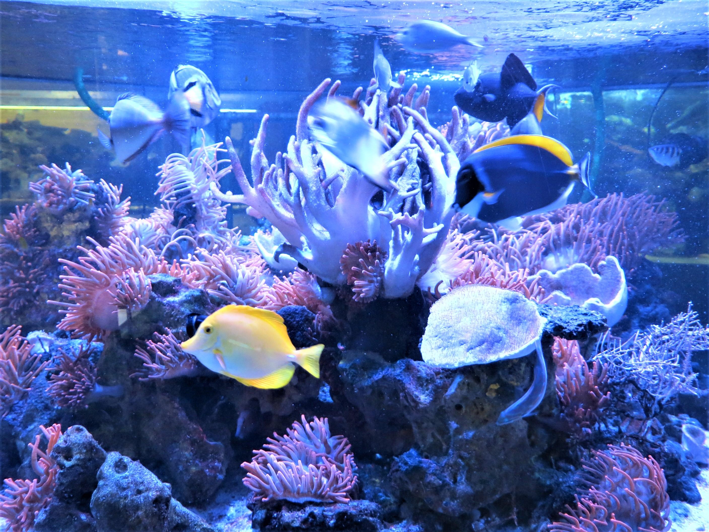 Das Meerwasseraquarium ist das Highlight auf dem Gelände des Aquarienvereins Toxotes in Buckenhof.