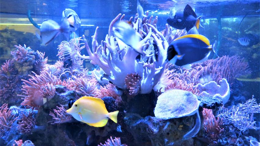 Das Meerwasseraquarium ist das Highlight auf dem Gelände des Aquarienvereins Toxotes in Buckenhof.
