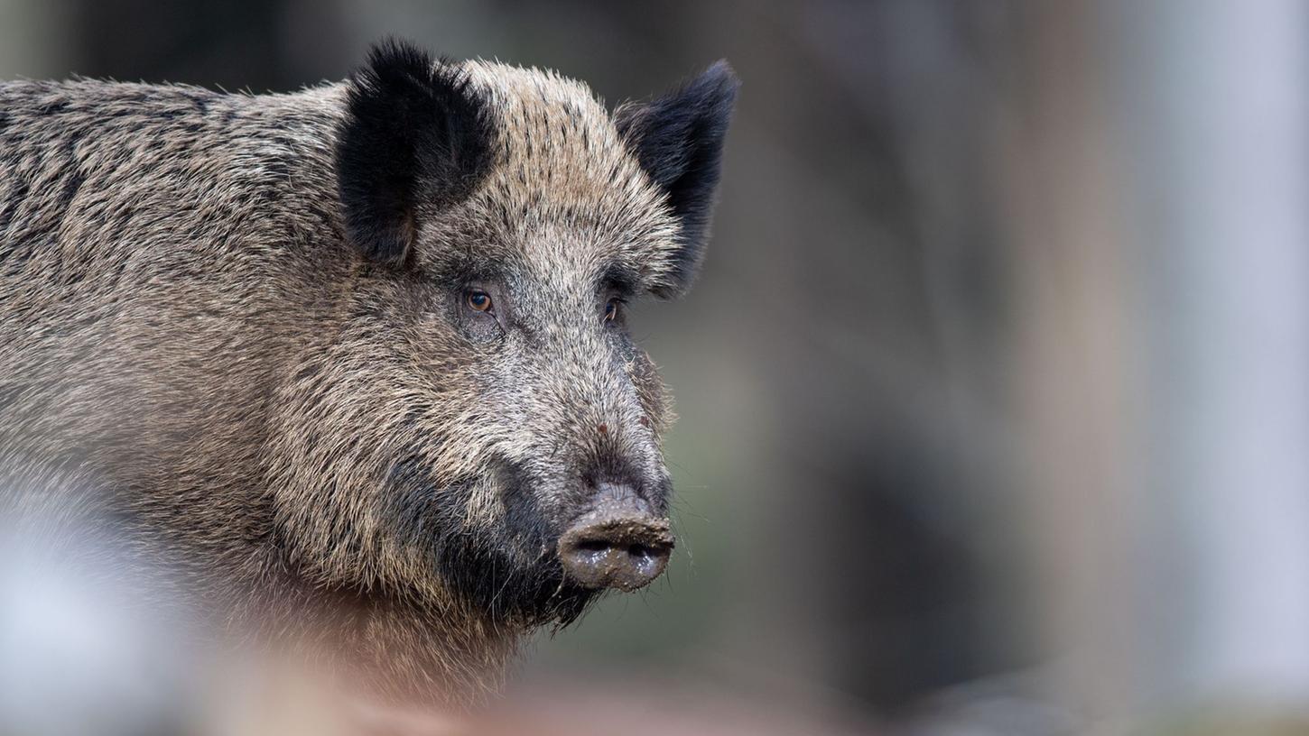 Wildschweinfleisch ist eine der Delikatessen bei den Wildbretwochen.