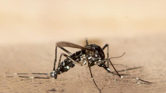 Auswärtiges Amt warnt vor Dengue-Fieber am Gardasee: Das müssen Urlauber wissen
