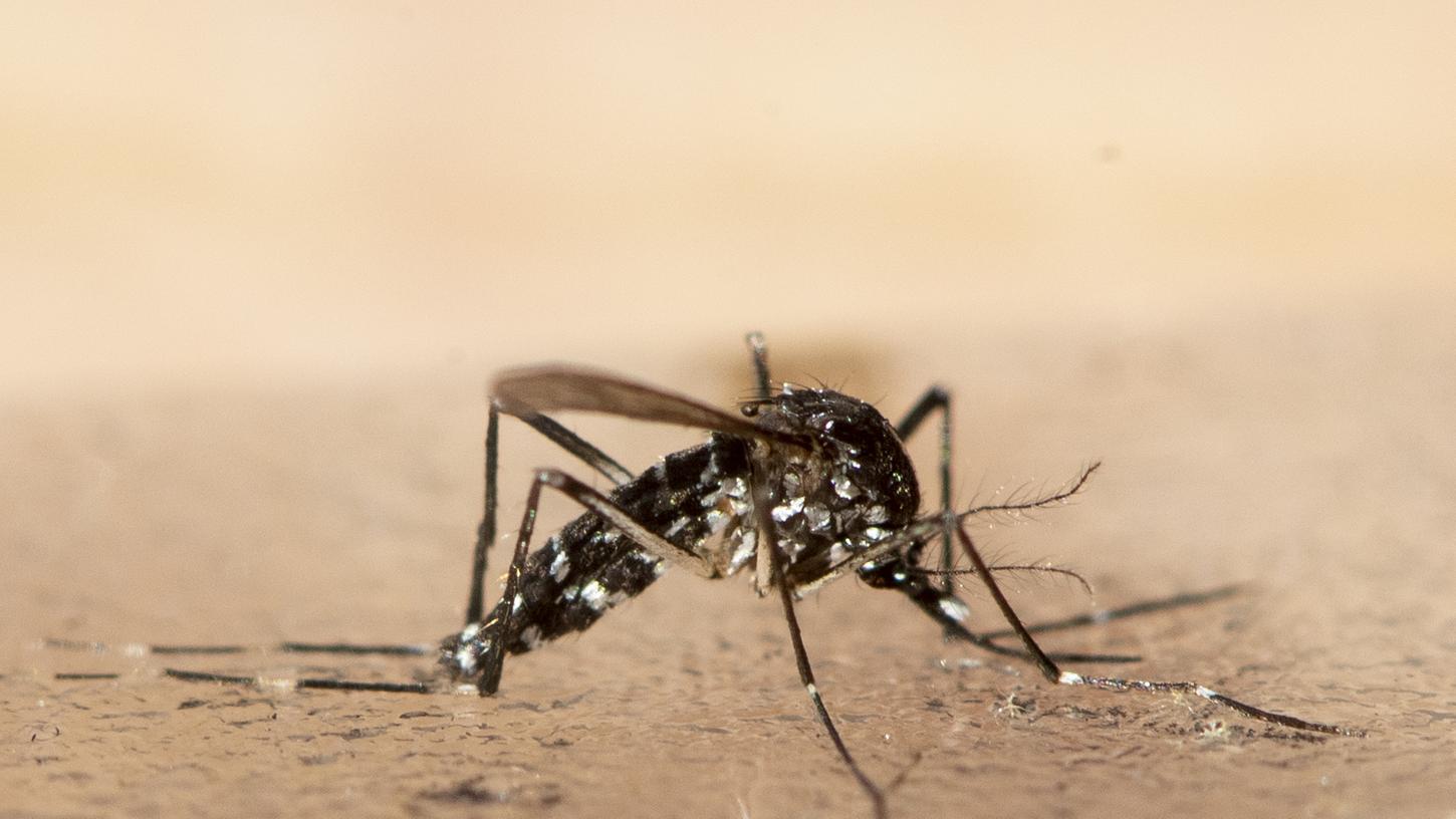 Die asiatische Tigermücke überträgt das Dengue-Fieber.