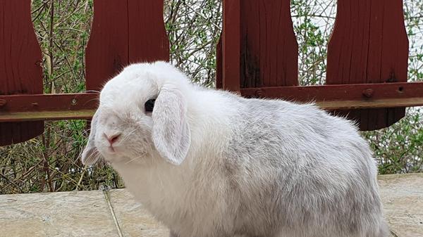 Entwendeter Hase Pyrbaum.jpg