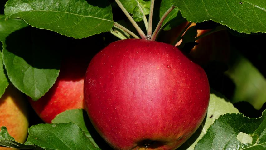 Verführerisch hängt der rote Apfel am Baum.   Mehr Leserfotos finden Sie hier