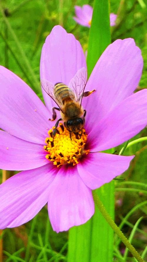 Die Blüte einer Cosmea, auch Schmuckkörbchen genannt, lockt eine Biene an.   Mehr Leserfotos finden Sie hier