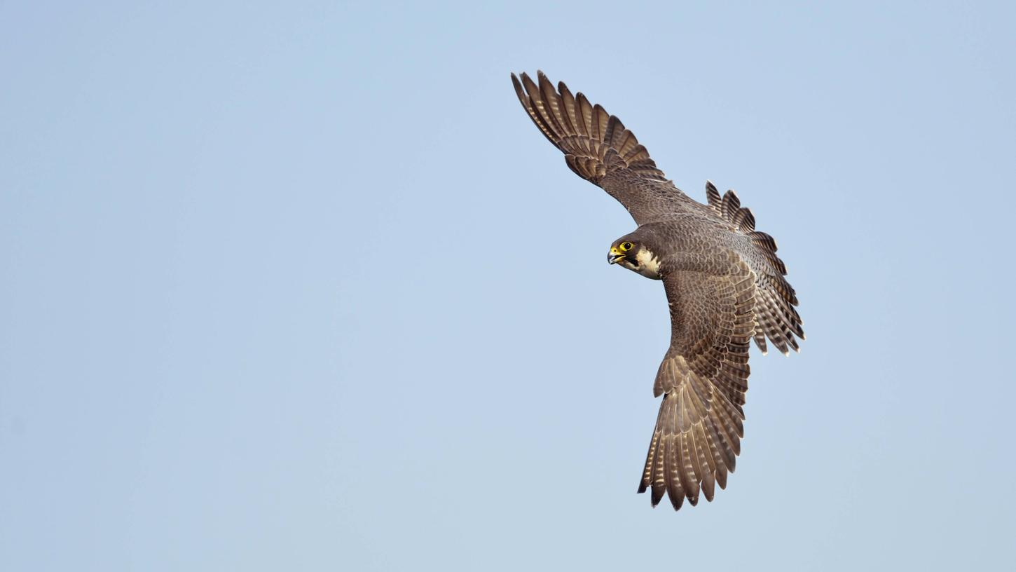 Ein Wanderfalke wurde Anfang Juli im Landkreis Regensburg tot aufgefunden (Symbolbild). Ein Wanderfalke wurde Anfang Juli im Landkreis Regensburg tot aufgefunden (Symbolbild).