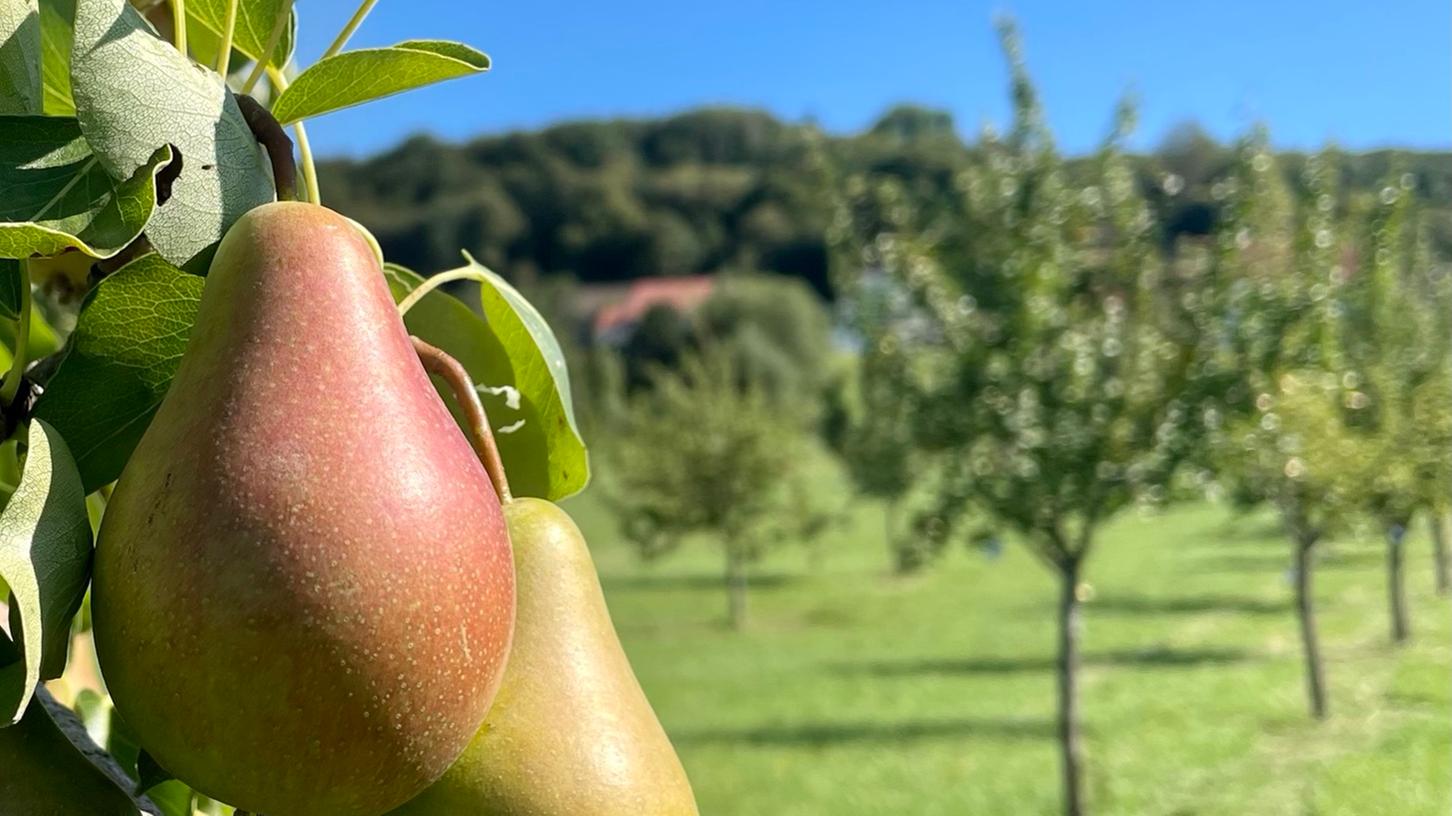 Streuobstwiesen sind nicht nur wichtig für Tiere und Pflanzen, sondern bieten auch dem Mensch Leckeres Obst und andere Produkte. Streuobstwiesen sind nicht nur wichtig für Tiere und Pflanzen, sondern bieten auch dem Mensch Leckeres Obst und andere Produkte.