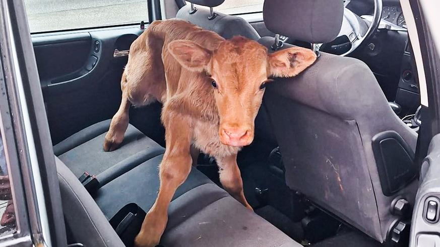 Ein Mann brachte ein Kalb in seinem Auto auf die Wache in Geilenkirchen. Ein Mann brachte ein Kalb in seinem Auto auf die Wache in Geilenkirchen.