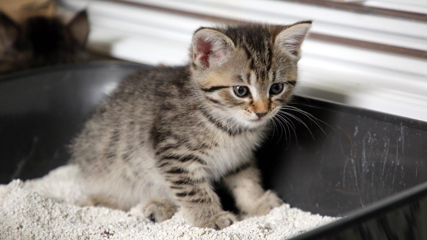 Zur Katze gehört auch ein Katzenklo. Hier finden Sie die Tipps zur Reinigung.