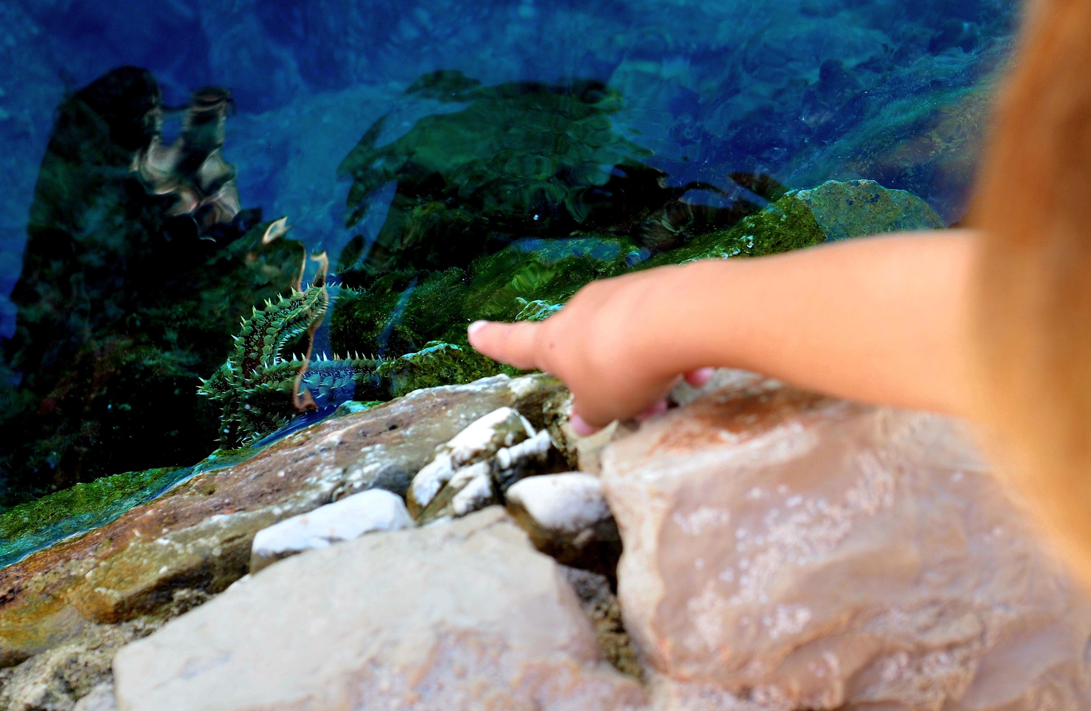 Hier gibt es eigentlich Seepferdchen - wir sehen nur Seesterne.