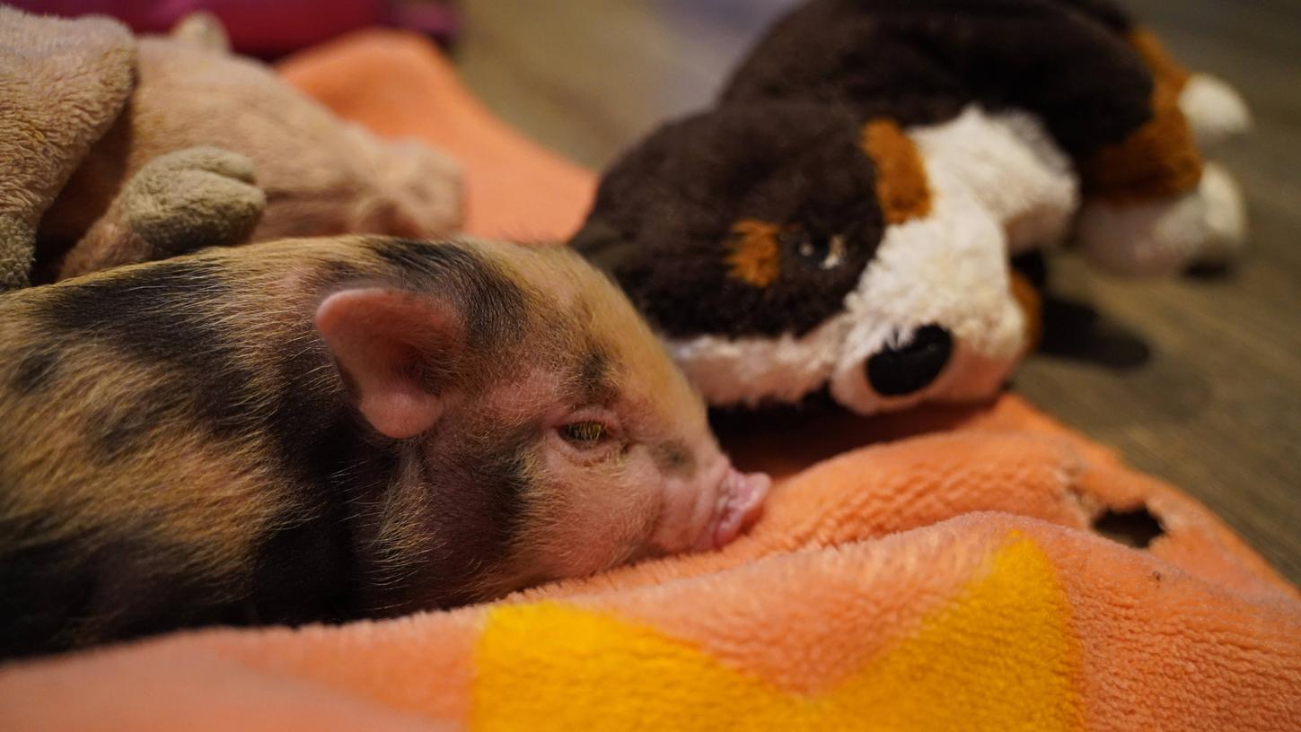 Schweine können süße Haustiere abgeben, aber Vorsicht: Auch Minischweine werden ziemlich groß.
