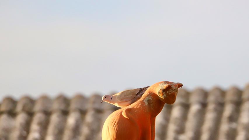 Eine Türkentaube hat es sich auf einer Katzenfigur auf dem Dach bequem gemacht. Mehr Leserfotos finden Sie hier