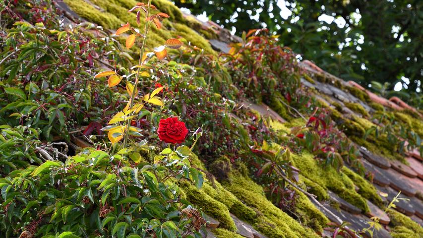 Auf einem alten Dach erblüht zwischen Moos und Herbstlaub eine Rose. Mehr Leserfotos finden Sie hier