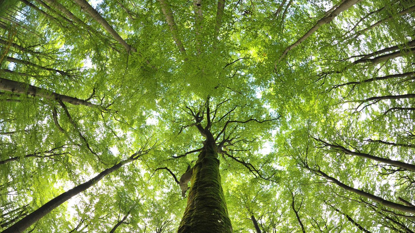 Eine prächtige Buche im Steigerwald – so sehen allerdings nicht alle Bäume aus: Die Trockenheit setzt den Wäldern zu, im Vergleich zum Vorjahr hat sich der Zustand nochmal verschlechtert.