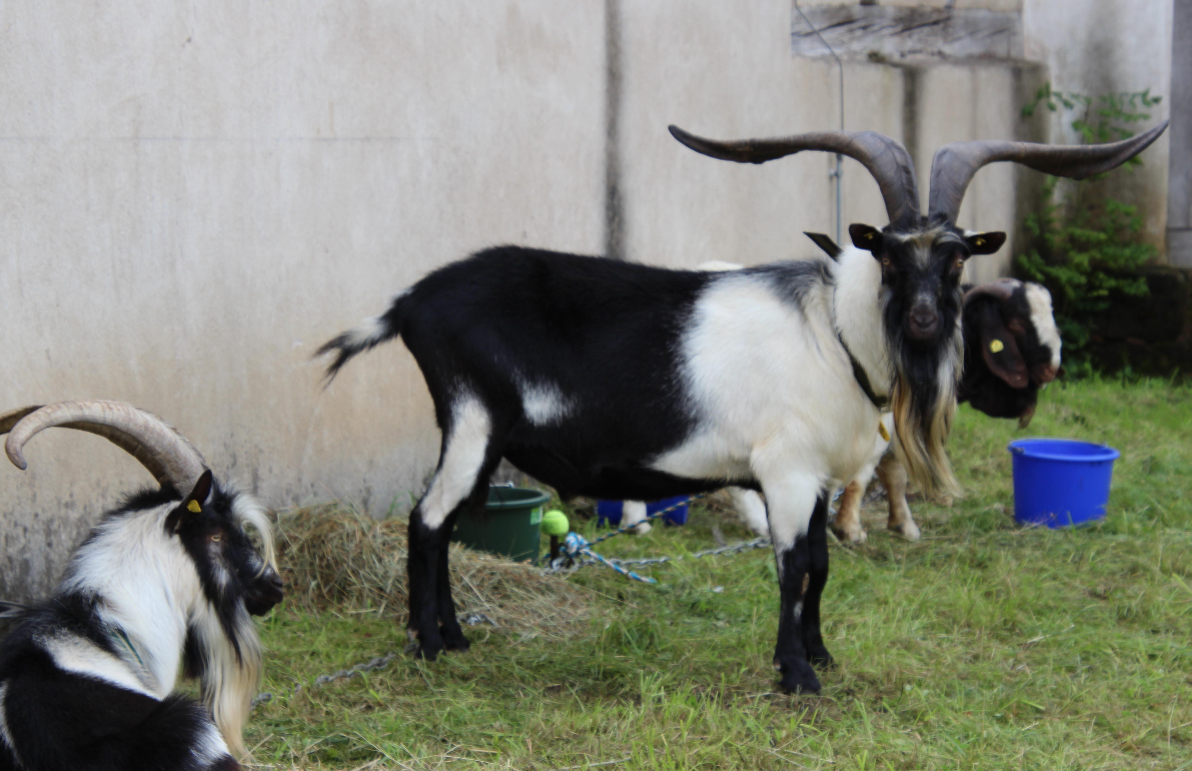 Für den Verwaltungsleiter des Freilandmuseums, Reinhold Werner, war die Ziegenschau wieder eine "schöne Veranstaltung". Es seien auch viele Interessierte gekommen, die nicht zum Fachpublikum zählten. 