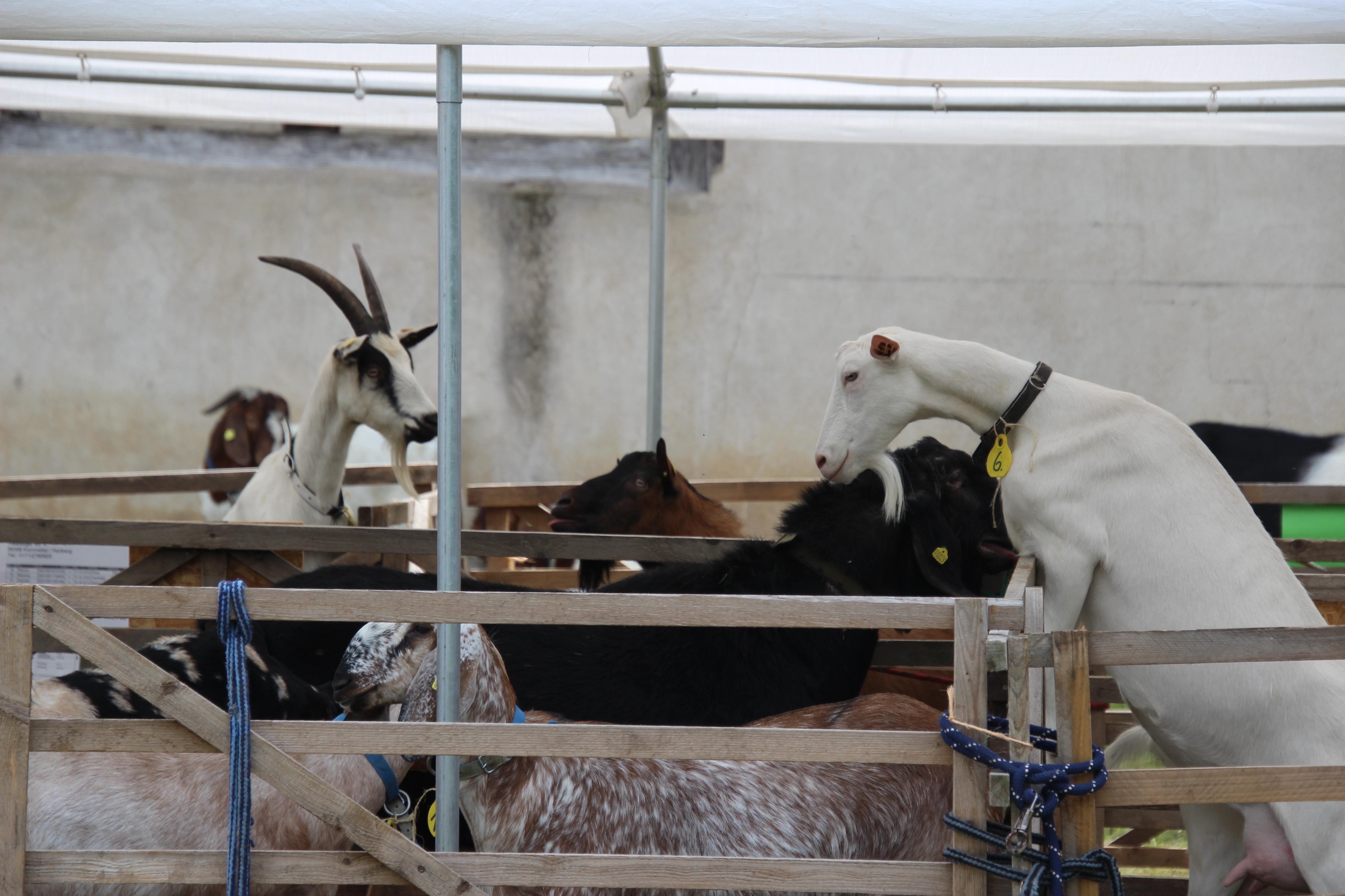 Alleine das Beobachten der Ziegen in ihren kleinen aufgebauten Gehegen sorgte bei den 2121 Besucherinnen und Besuchern des Freilandmuseums an diesem Tag für viele Lacher. 