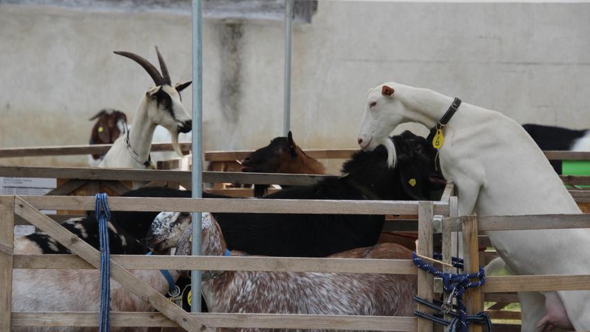 Alleine das Beobachten der Ziegen in ihren kleinen aufgebauten Gehegen sorgte bei den 2121 Besucherinnen und Besuchern des Freilandmuseums an diesem Tag für viele Lacher. 