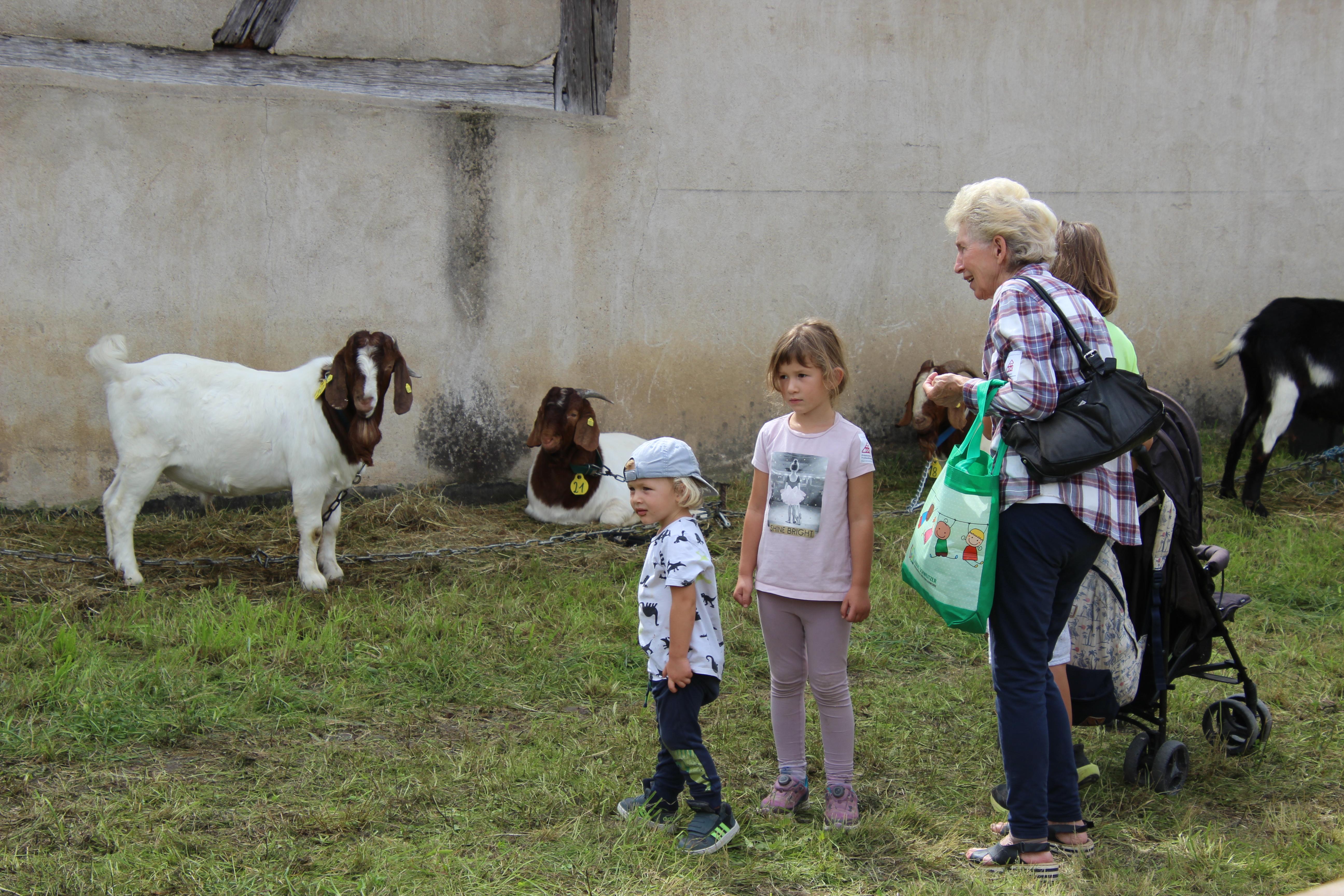 "Die Herzen des Publikums im Sturm erobert" hat laut Johannes Maibom ein "voluminöser Pfauenziegenbock. Er stach optisch einfach heraus und war der Liebling der Besucher."