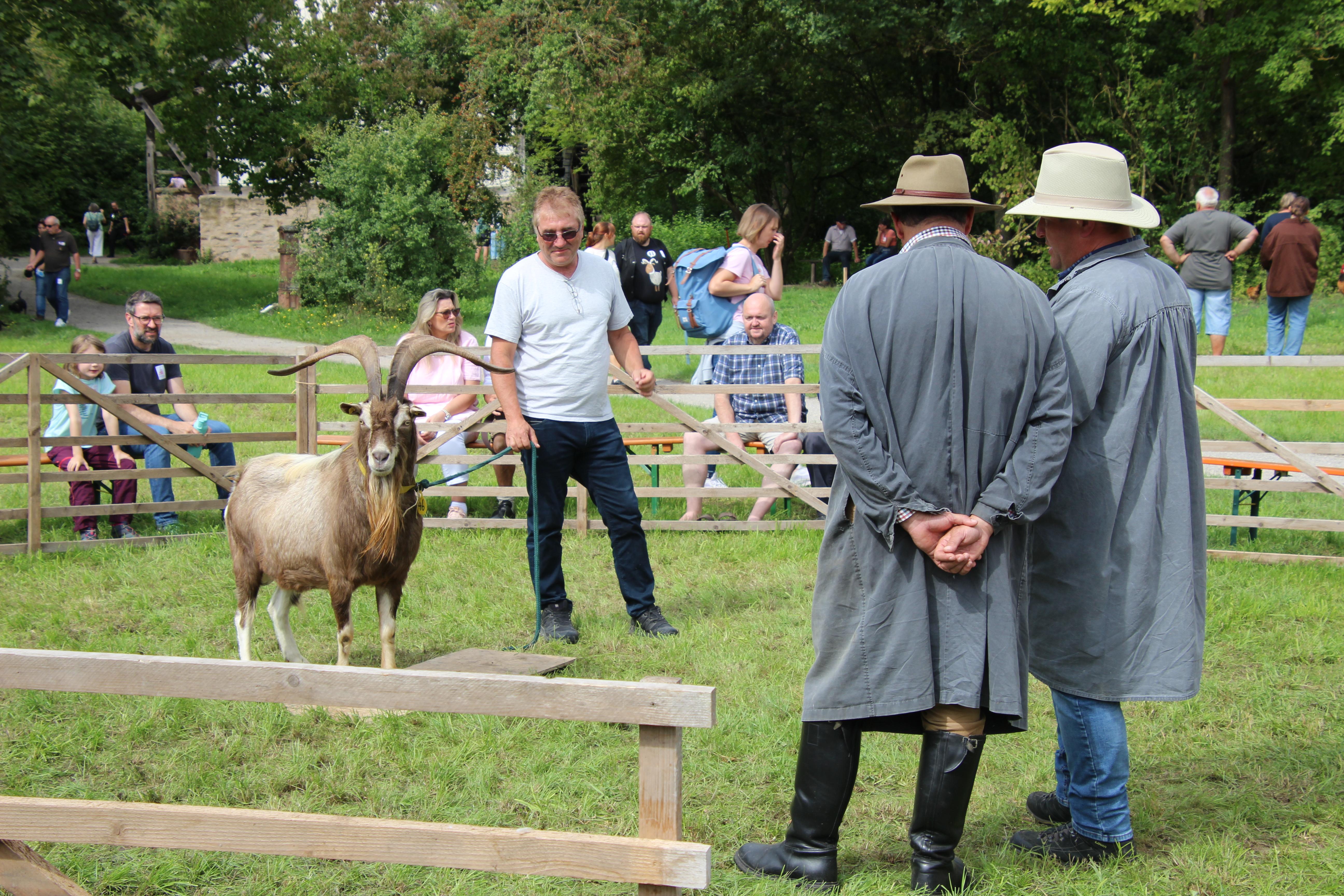 Wie Züchter und Organisator Johannes Maibom aus Mausdorf bei Emskirchen erklärt, waren die Shows, in denen die Ziegen von einer Fachjury bewertet wurden, stets sehr gut besucht. "Es war teils proppenvoll."