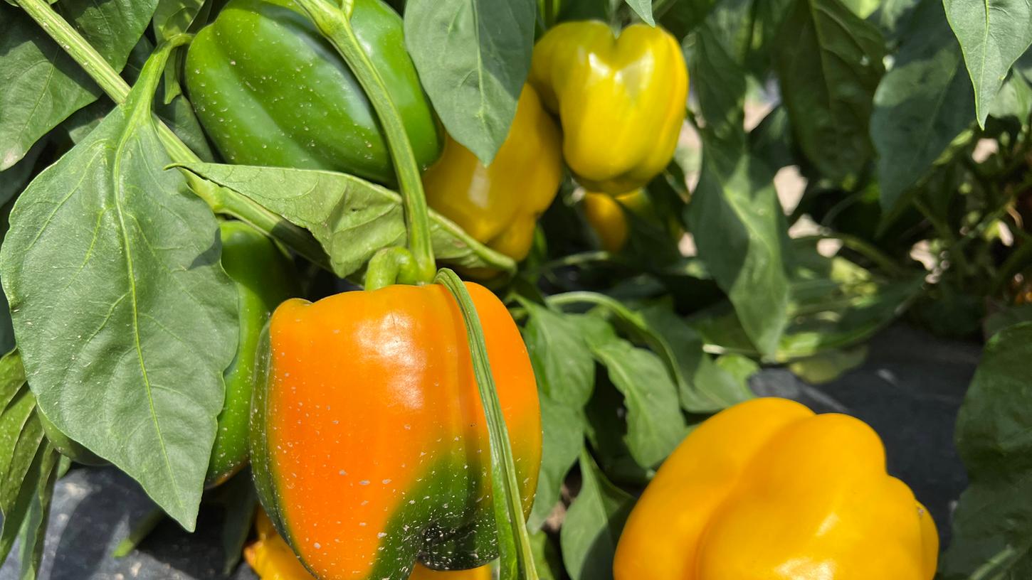 Paprika einfrieren und später auftauen: So behalten sie ihre Frische und ihren Geschmack.