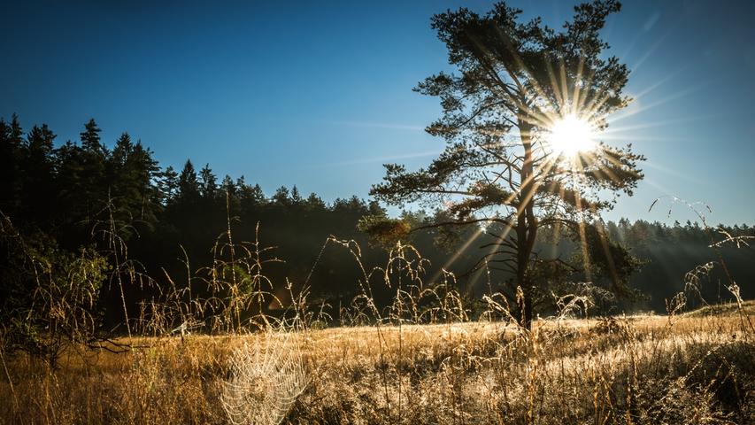 Ein taubehangenes Spinnennetz glitzert in den Strahlen der Sonne. Mehr Leserfotos finden Sie hier