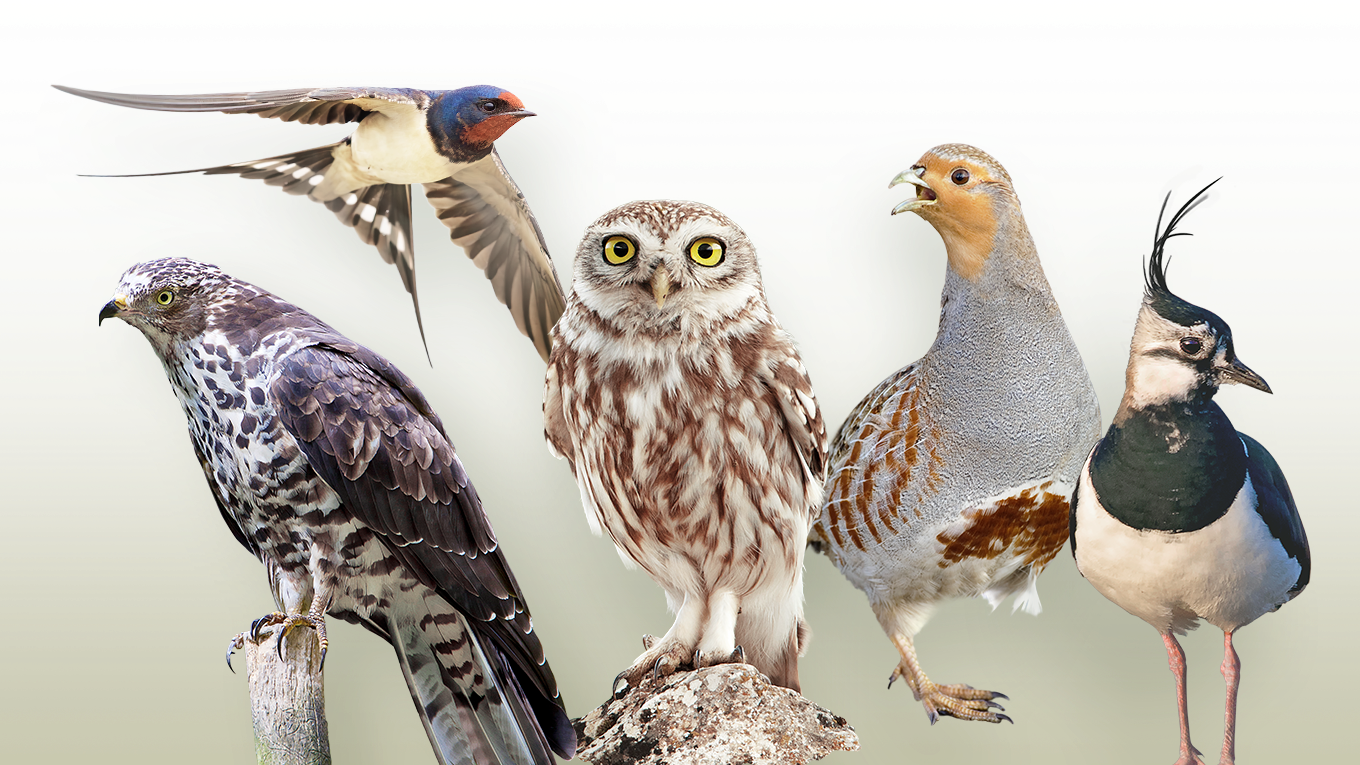 Fünf Anwärter konkurrieren um den Titel "Vogel des Jahres 2024".