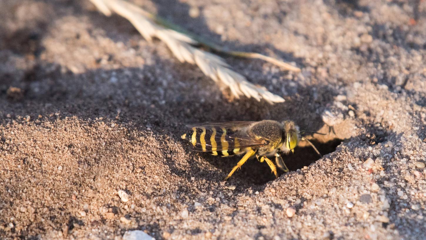 Wer Erdwespen im Garten vermutet, der sollte besonders vorsichtig durch den Garten laufen, um nicht aus Versehen die Insekten zu treten. Wer Erdwespen im Garten vermutet, der sollte besonders vorsichtig durch den Garten laufen, um nicht aus Versehen die Insekten zu treten.