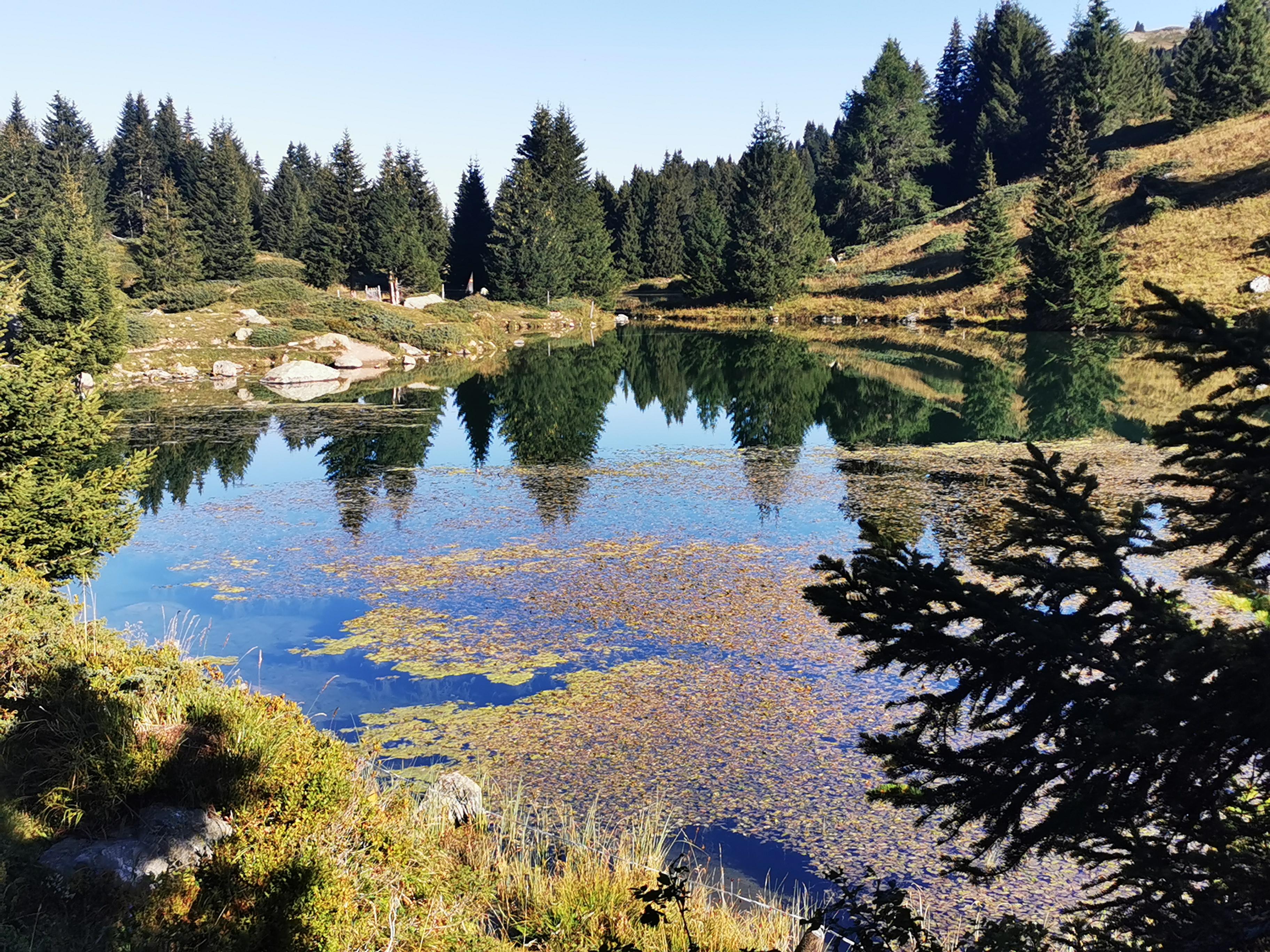 Noch unter der Baumgrenze liegt dieser Waldsee nahe der Alp Flix oberhalb von Savignon.