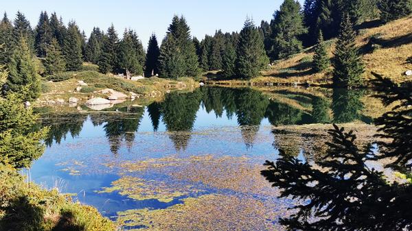 Noch unter der Baumgrenze liegt dieser Waldsee nahe der Alp Flix oberhalb von Savignon.