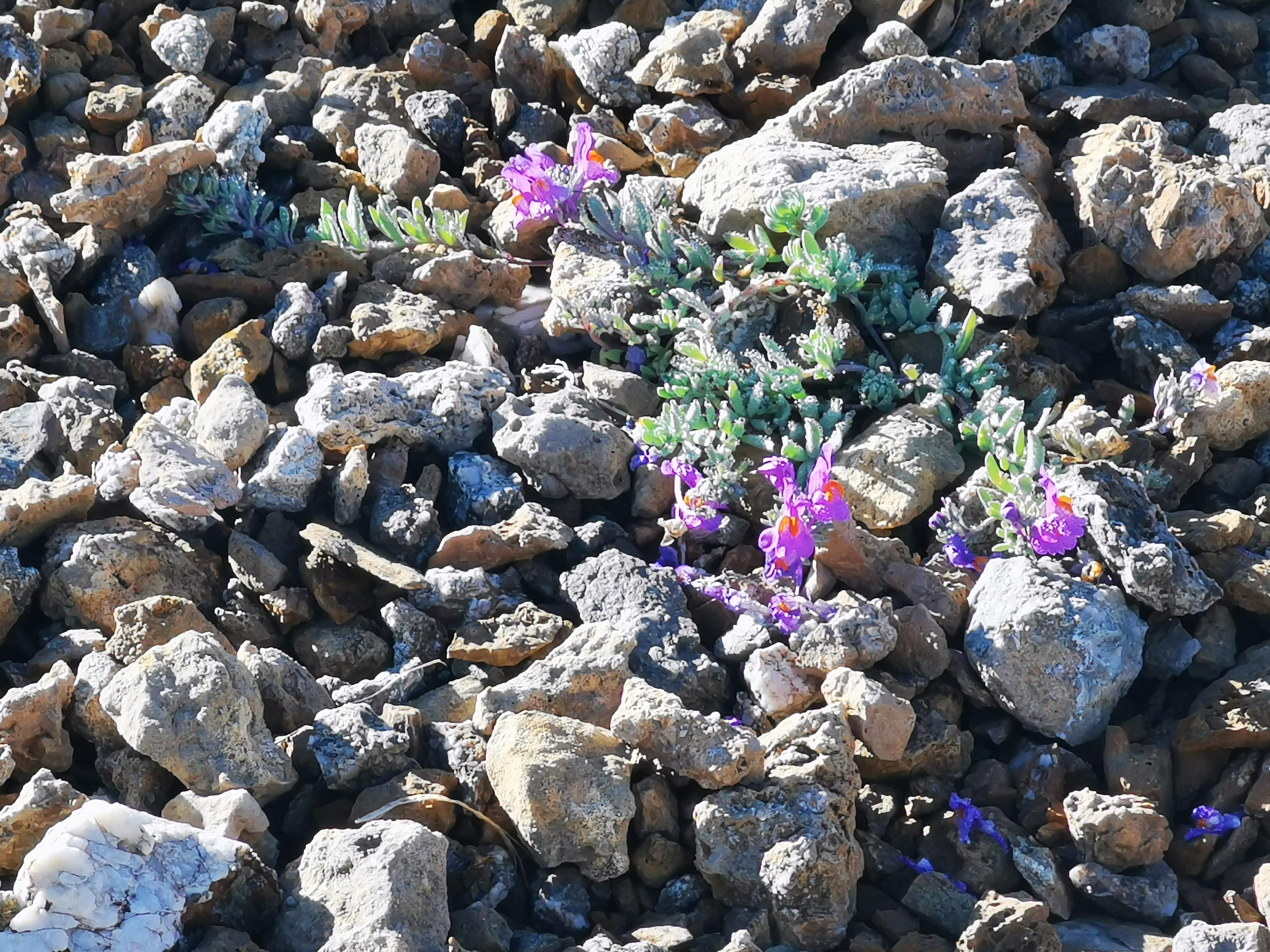Bergleinkraut wächst selbst noch weit oberhalb der Baumgrenze.